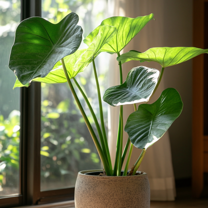 Alocasia 'Portodora'  - Olifantsoor