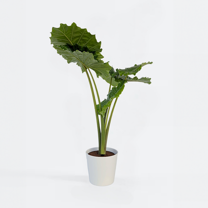 Alocasia 'Portodora'  - Olifantsoor