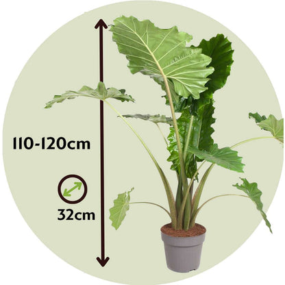 Alocasia 'Portodora'  - Olifantsoor