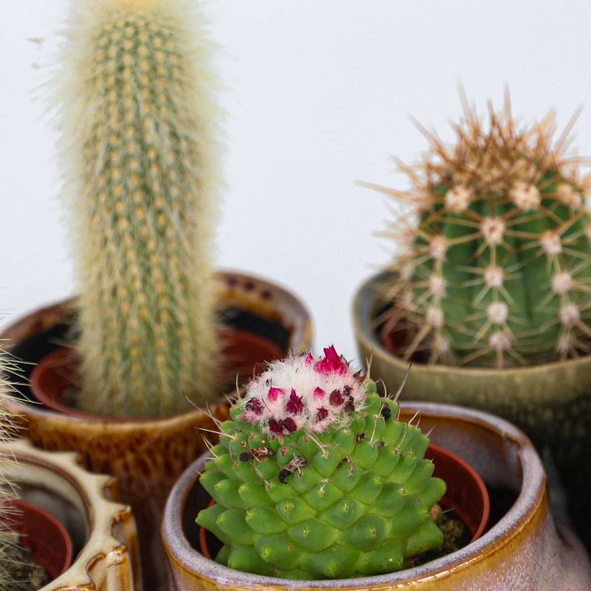 Mini-Cactussen - Mix van 6 stuks