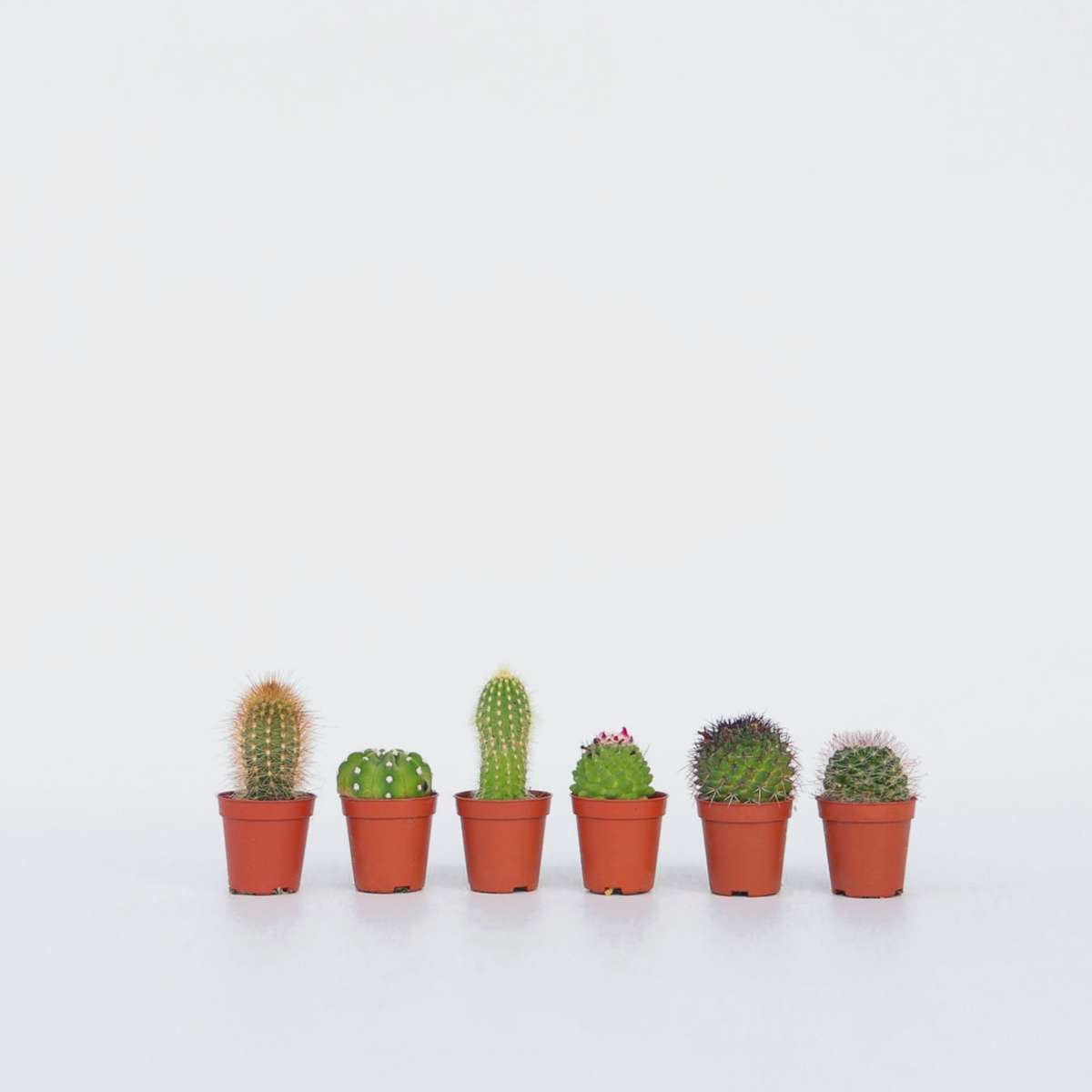 Mini-Cactussen - Mix van 6 stuks