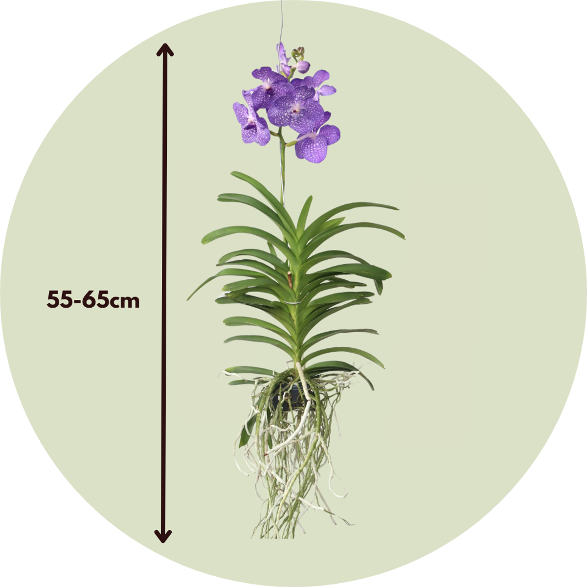 Vanda Magic XXL - Koningsblauw