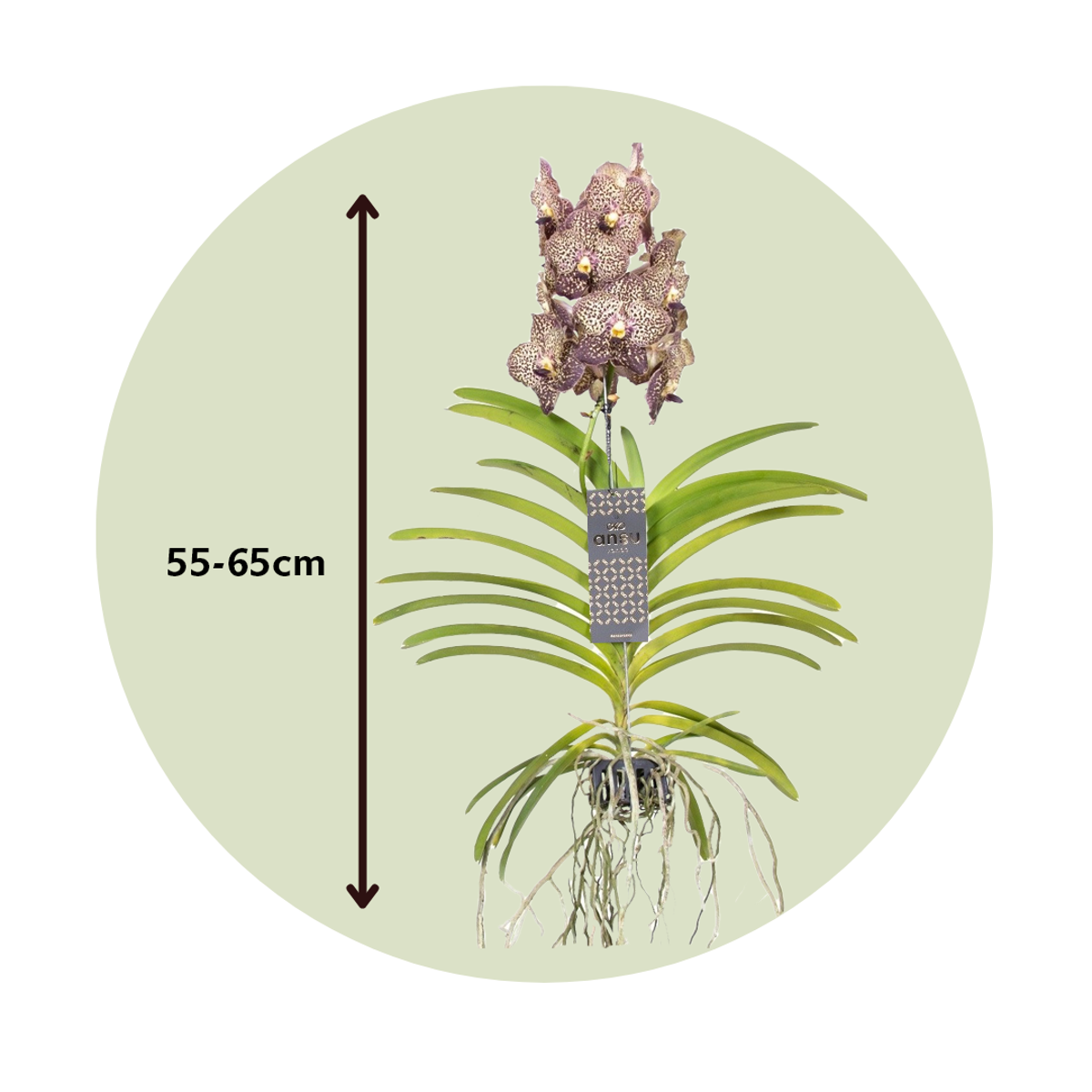 Vanda 'Ocelot Mocha' - Orchidee - Paars