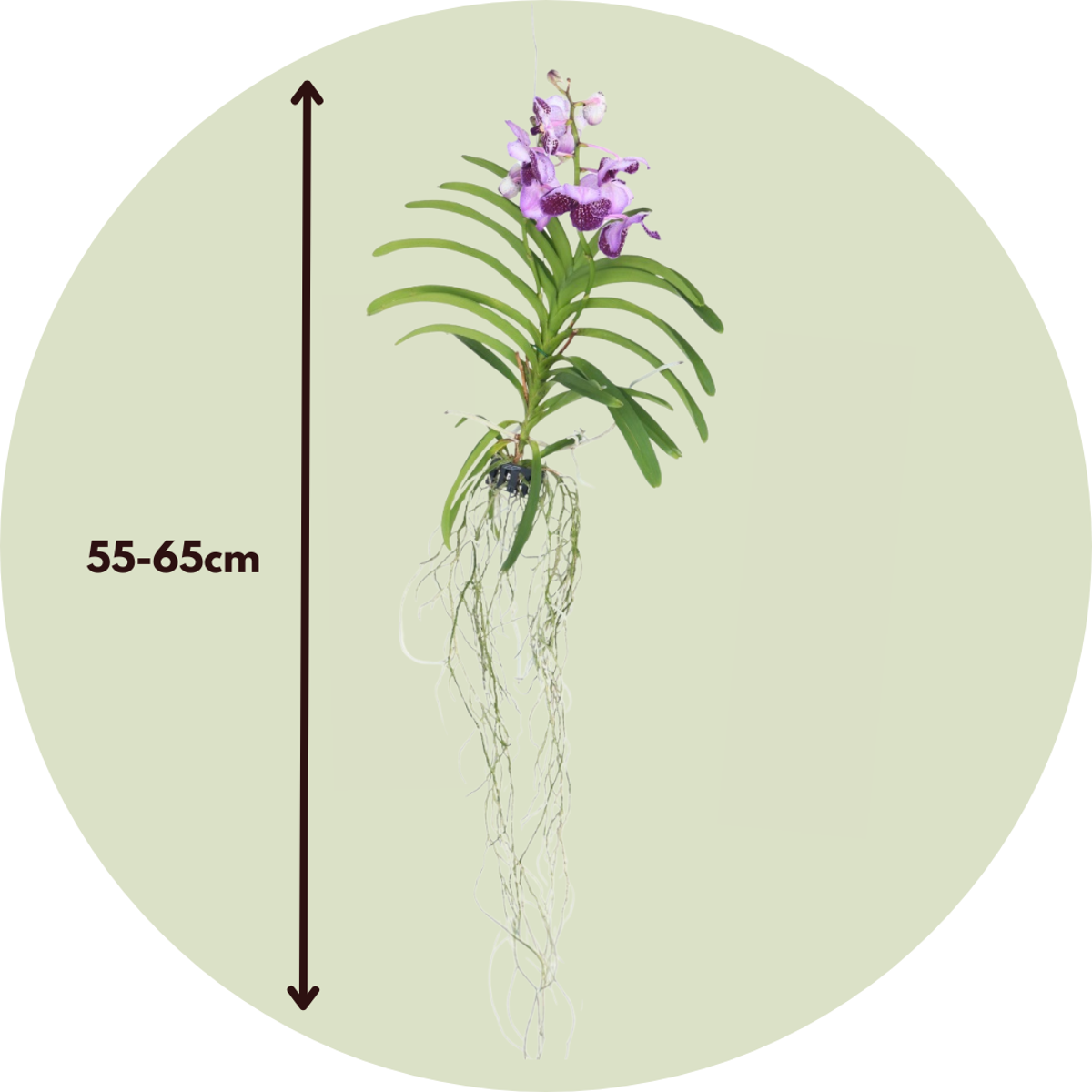 Vanda orchidee - Lila - L