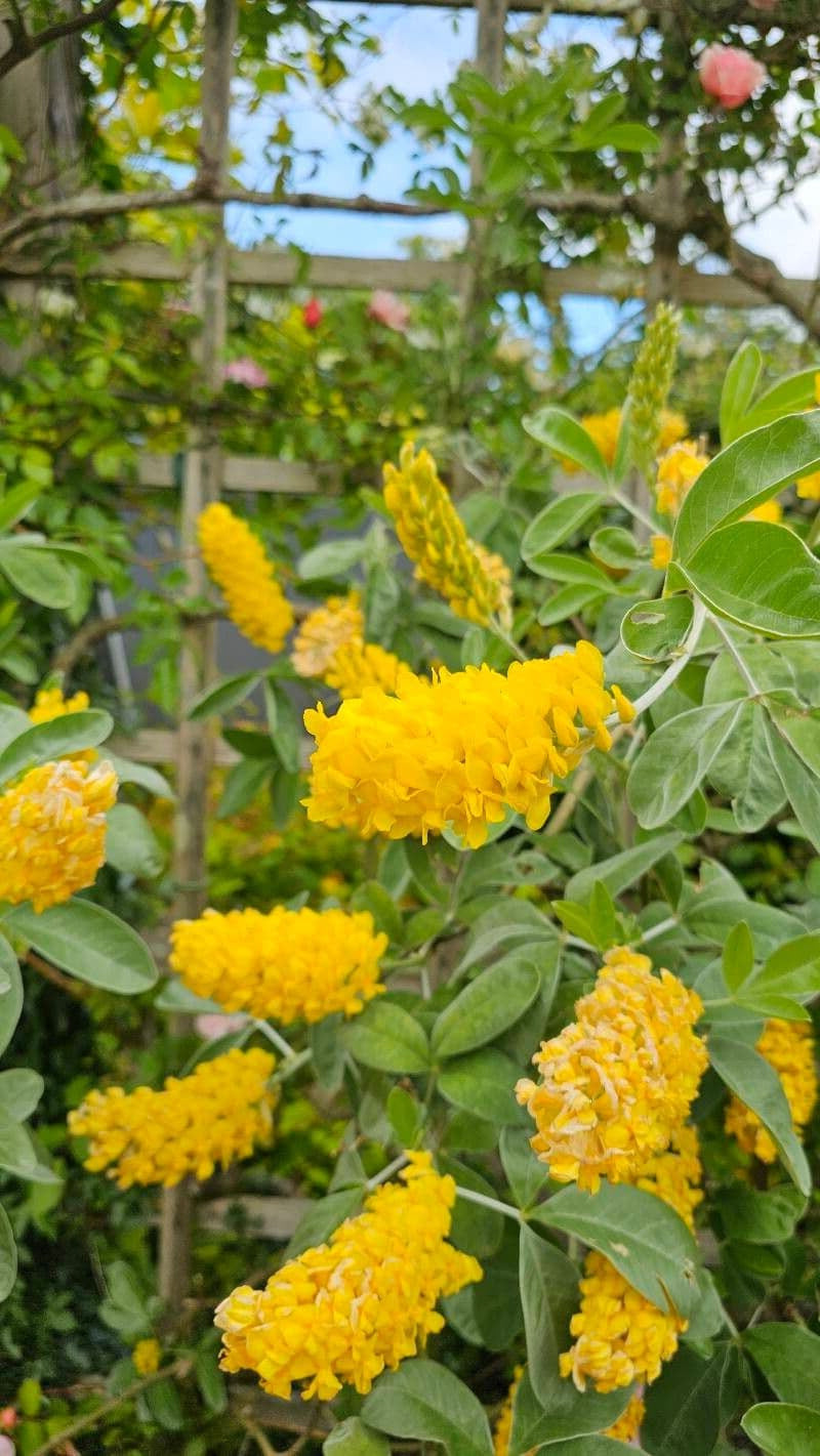 Argyrocytisus battandieri tuinplant in a pot, showcasing its green foliage and yellow flowers, from Tuinplantenloods.
