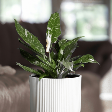 Philodendron 'Cobra' - Hangplant