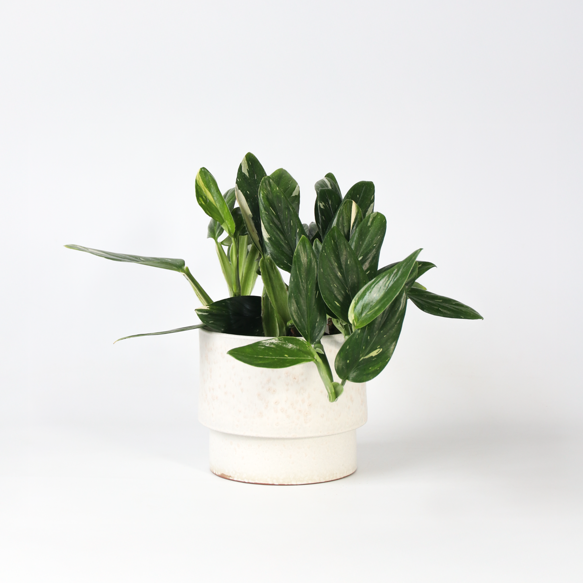 Philodendron 'Cobra' - Hangplant