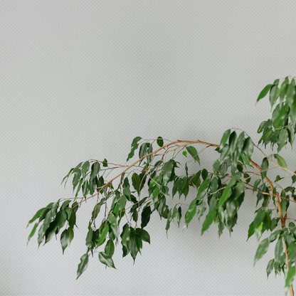 Ficus benjamina 'Danielle'