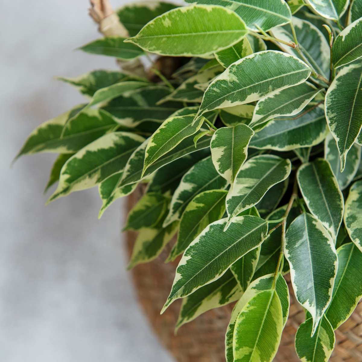 Ficus Benjamina Twilight