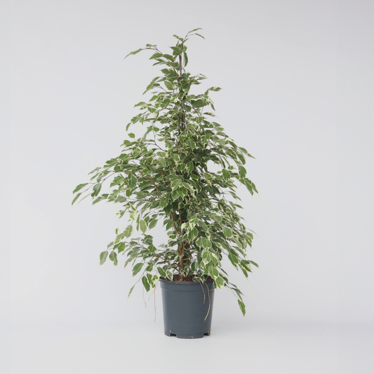 Ficus Benjamina Twilight
