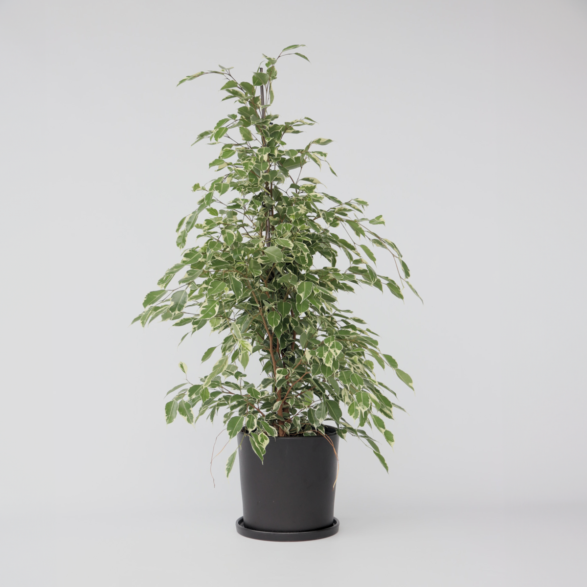 Ficus Benjamina Twilight