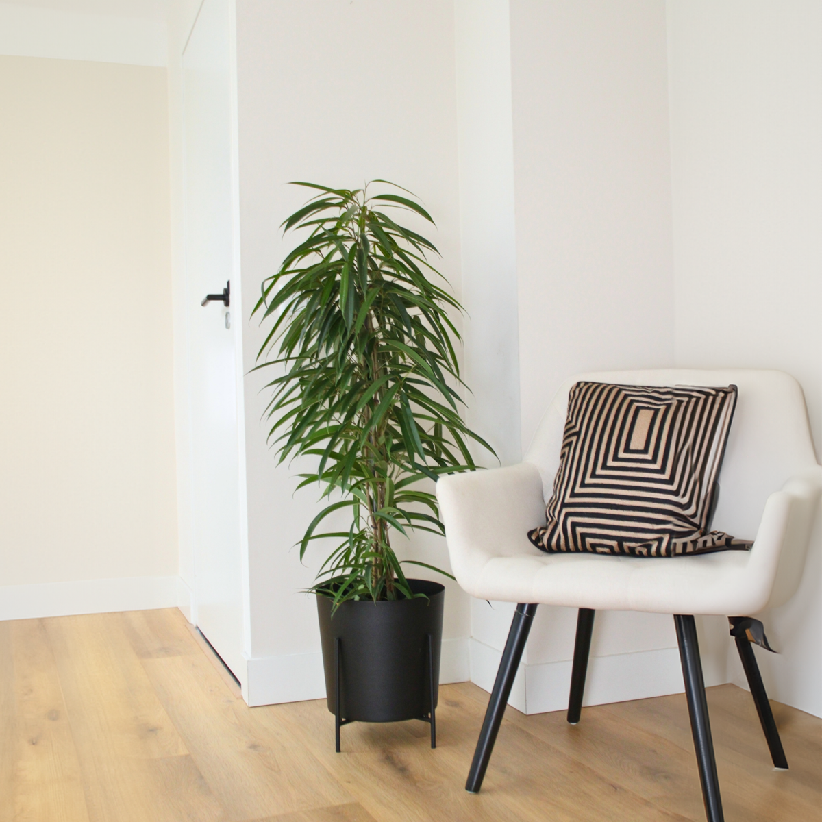 Ficus Binnendijckii Alii