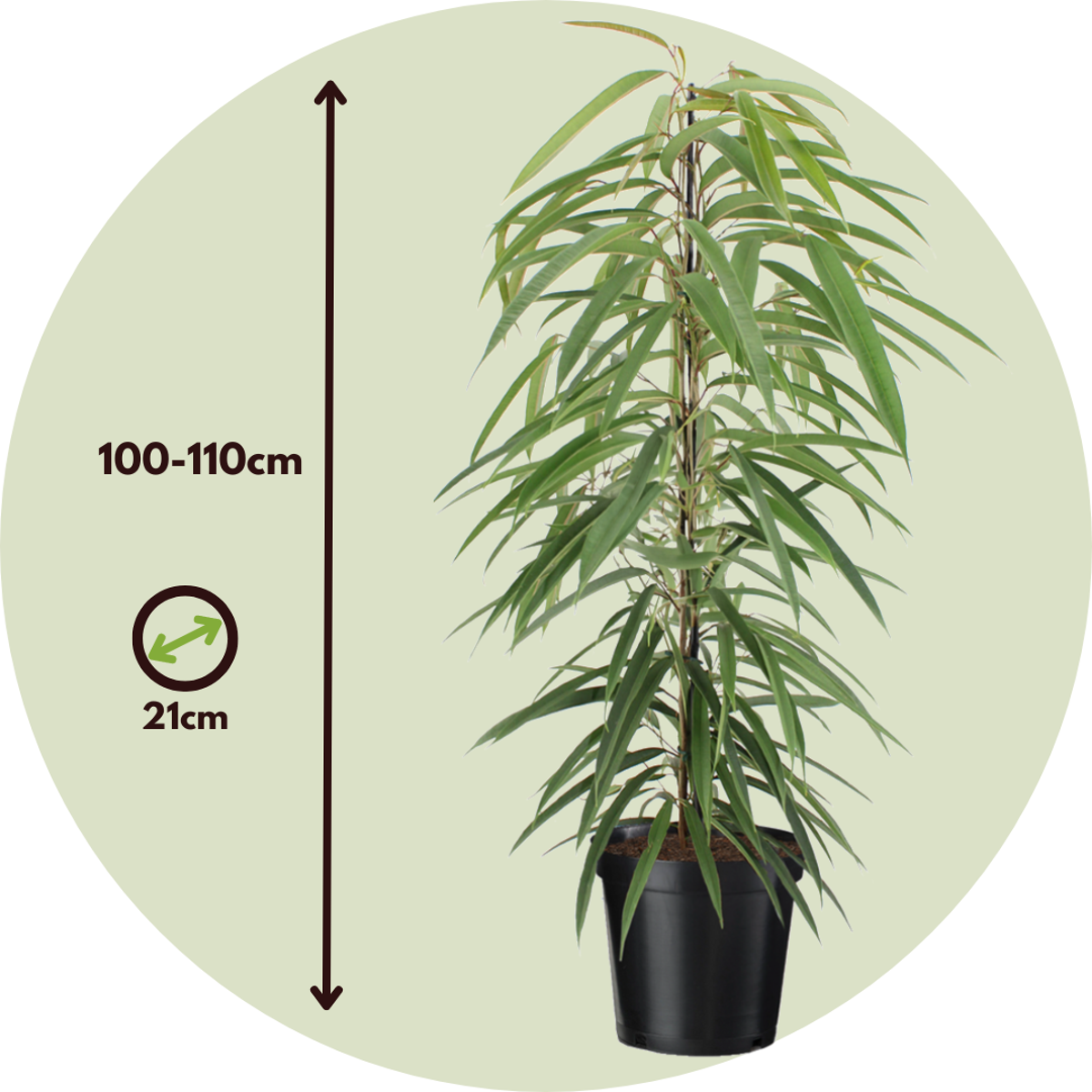 Ficus Binnendijckii Alii