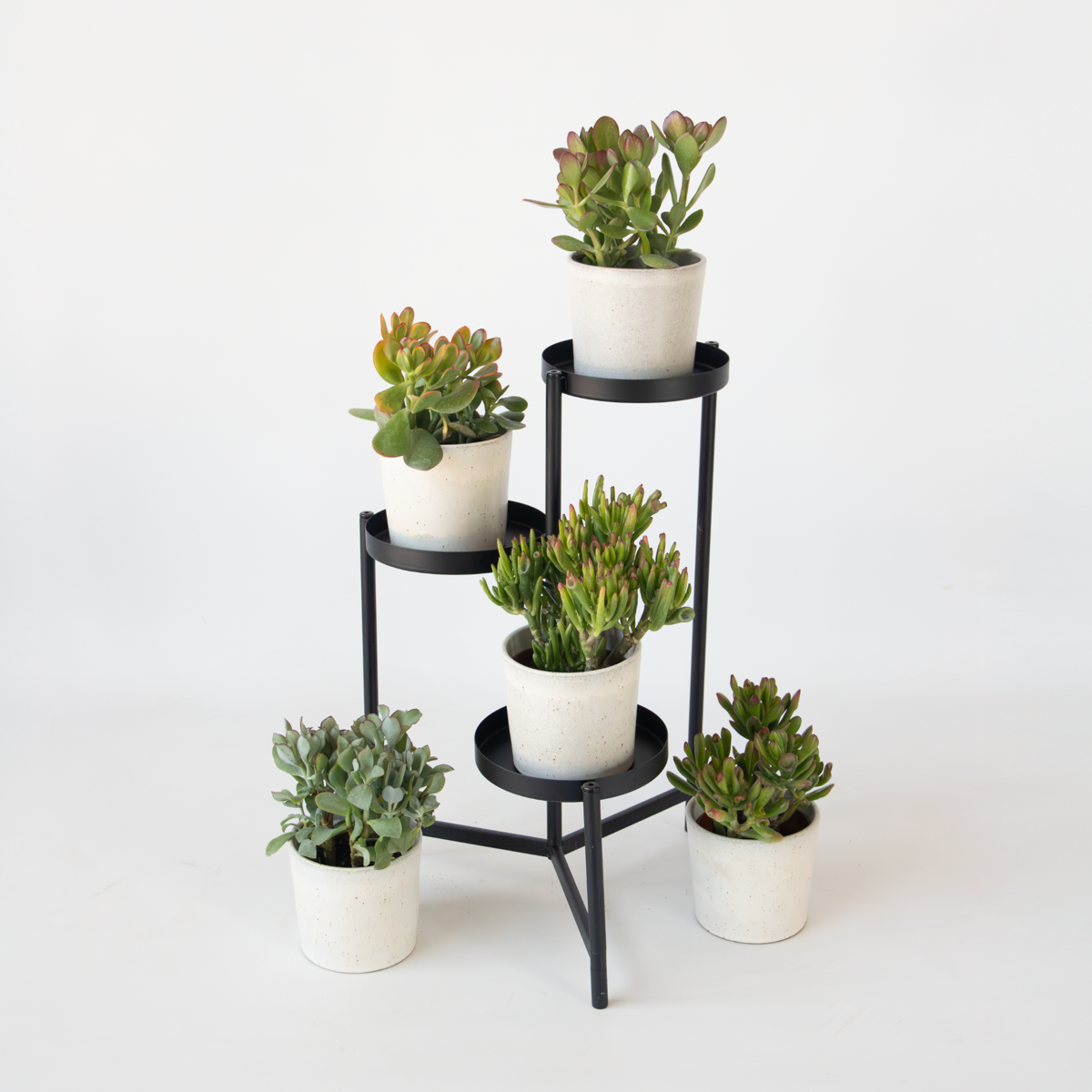 Jadeplant - Crassula arborescens 'Curly'