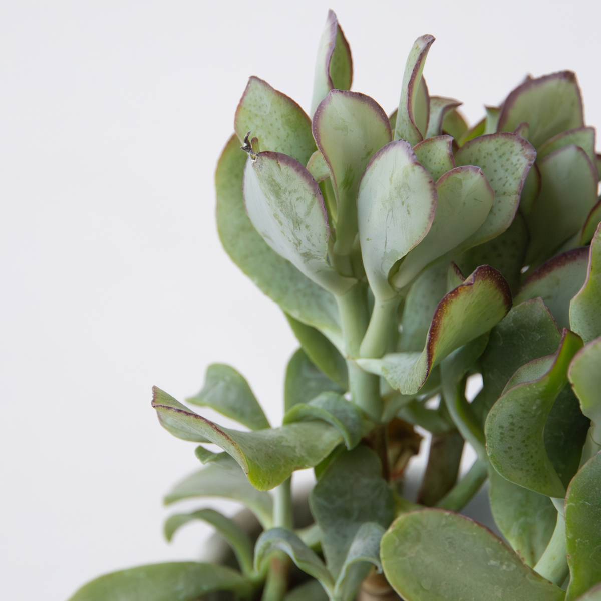 Jadeplant - Crassula arborescens 'Curly'