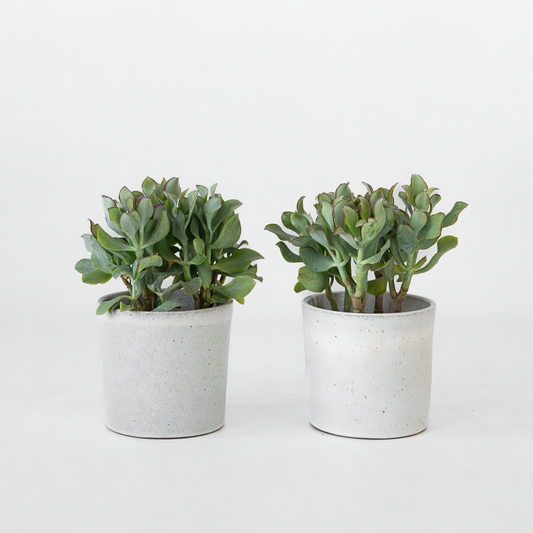 Jadeplant - Crassula arborescens 'Curly' - Set van 2