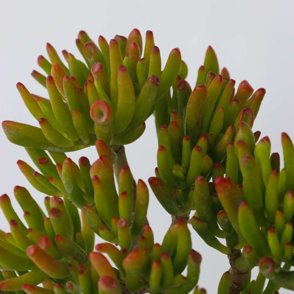 Crassula ovata 'Hobbit'