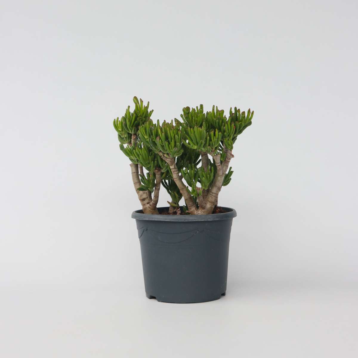 Crassula ovata 'Hobbit'