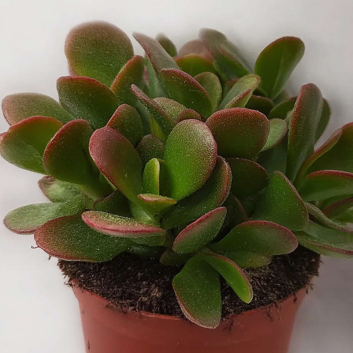 Crassula ovata 'Sunset'