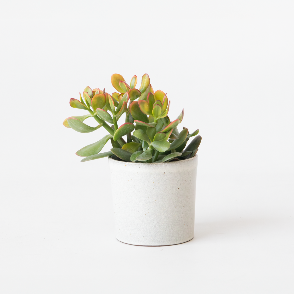 Crassula ovata 'Sunset'