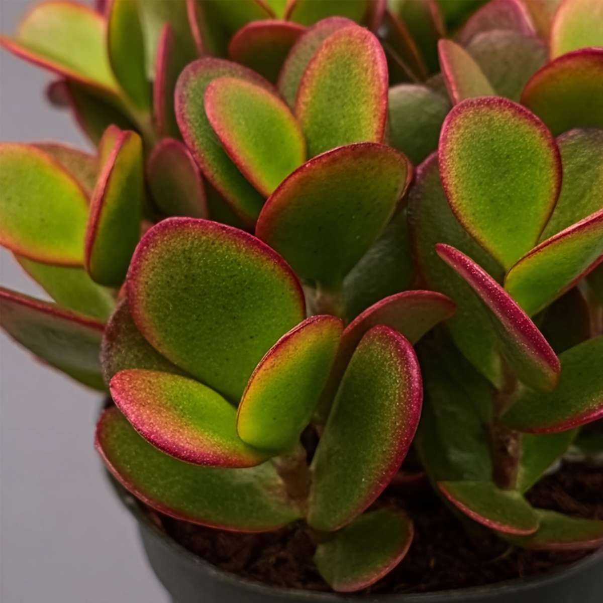 Crassula ovata 'Sunset' - Set van 2