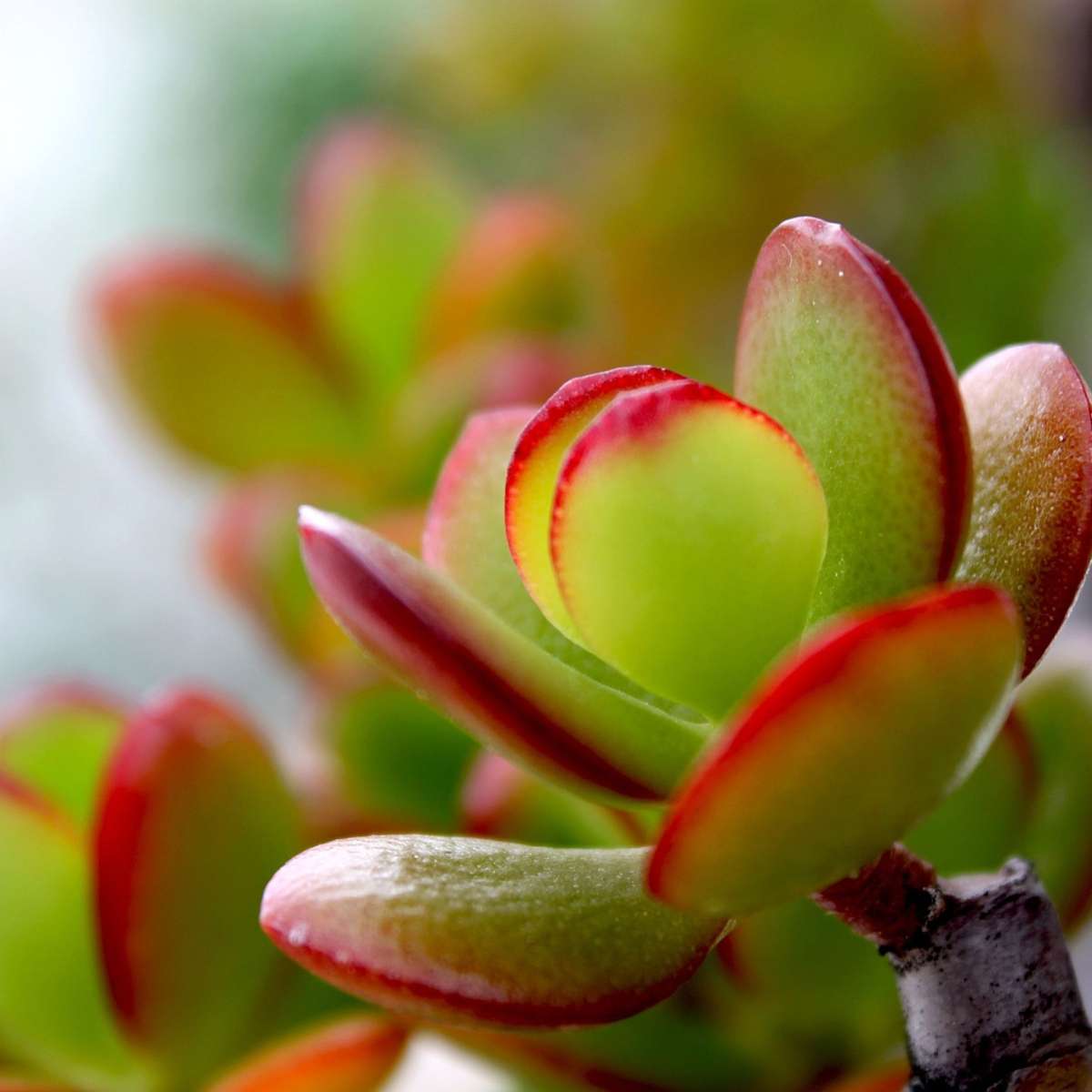Crassula ovata 'Sunset' - Set van 2