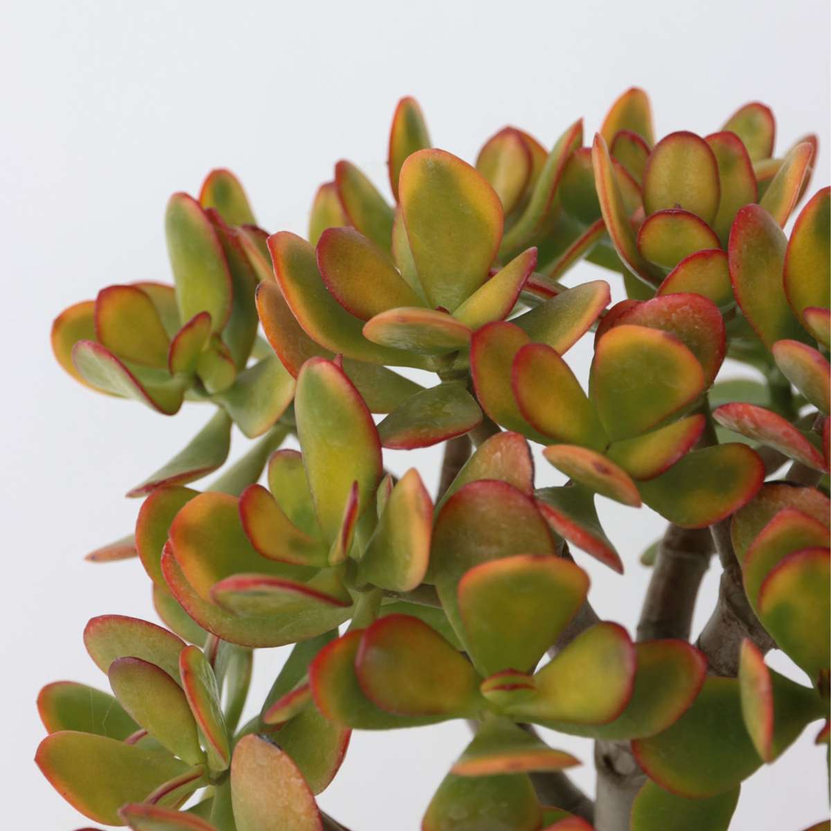 Crassula ovata 'Sunset'