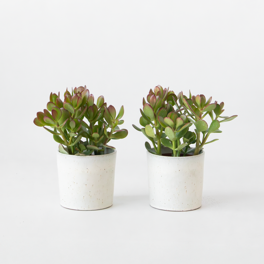 Crassula ovata 'Minor' - Set van 2
