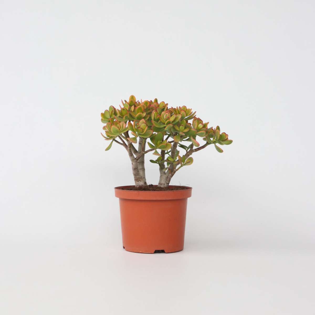 Crassula ovata 'Sunset'