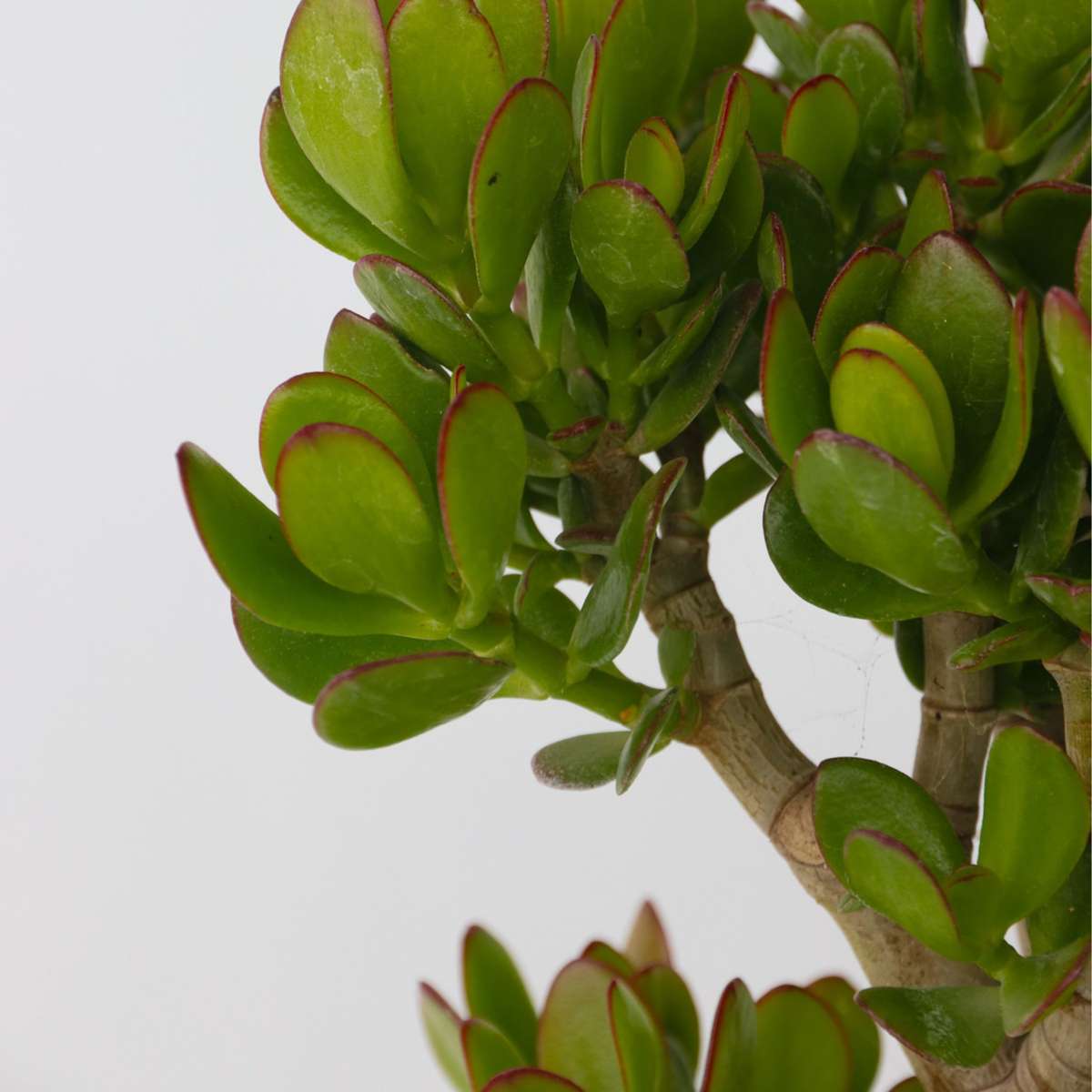 Crassula ovata 'Minor'