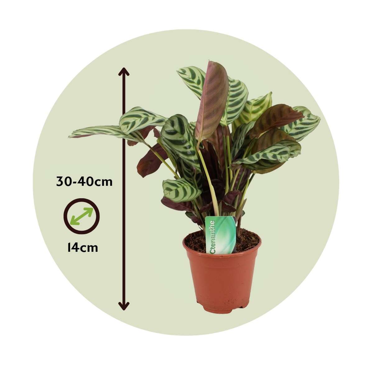 Ctenanthe 'gebedsplant' - Set van 2 - Burle-marxii