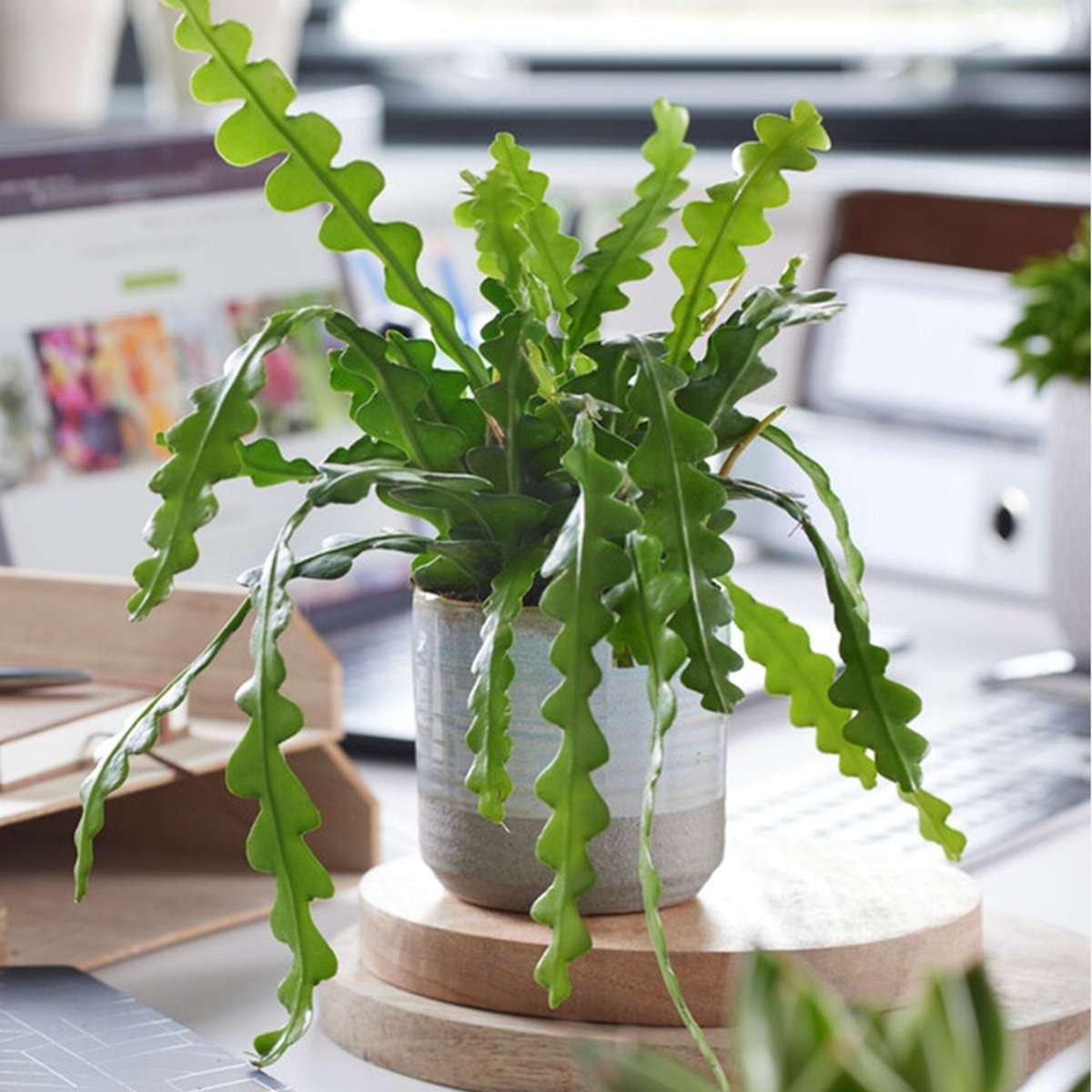 Epiphyllum Anguliger - Zaagcactus - Succulent