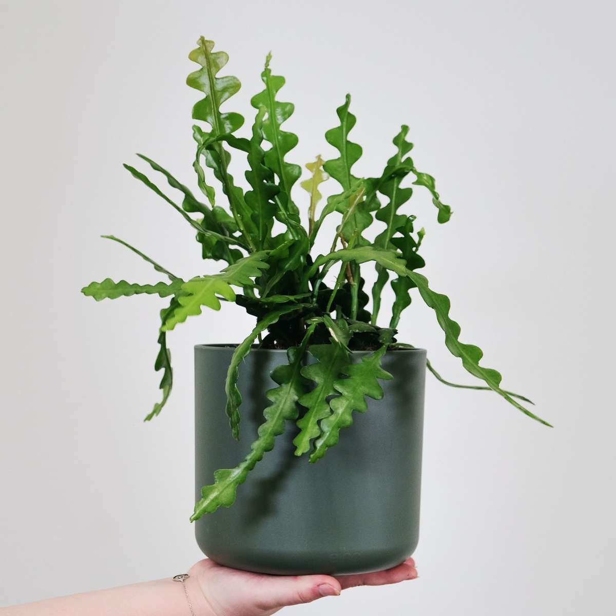 Epiphyllum Anguliger - Zaagcactus - Succulent