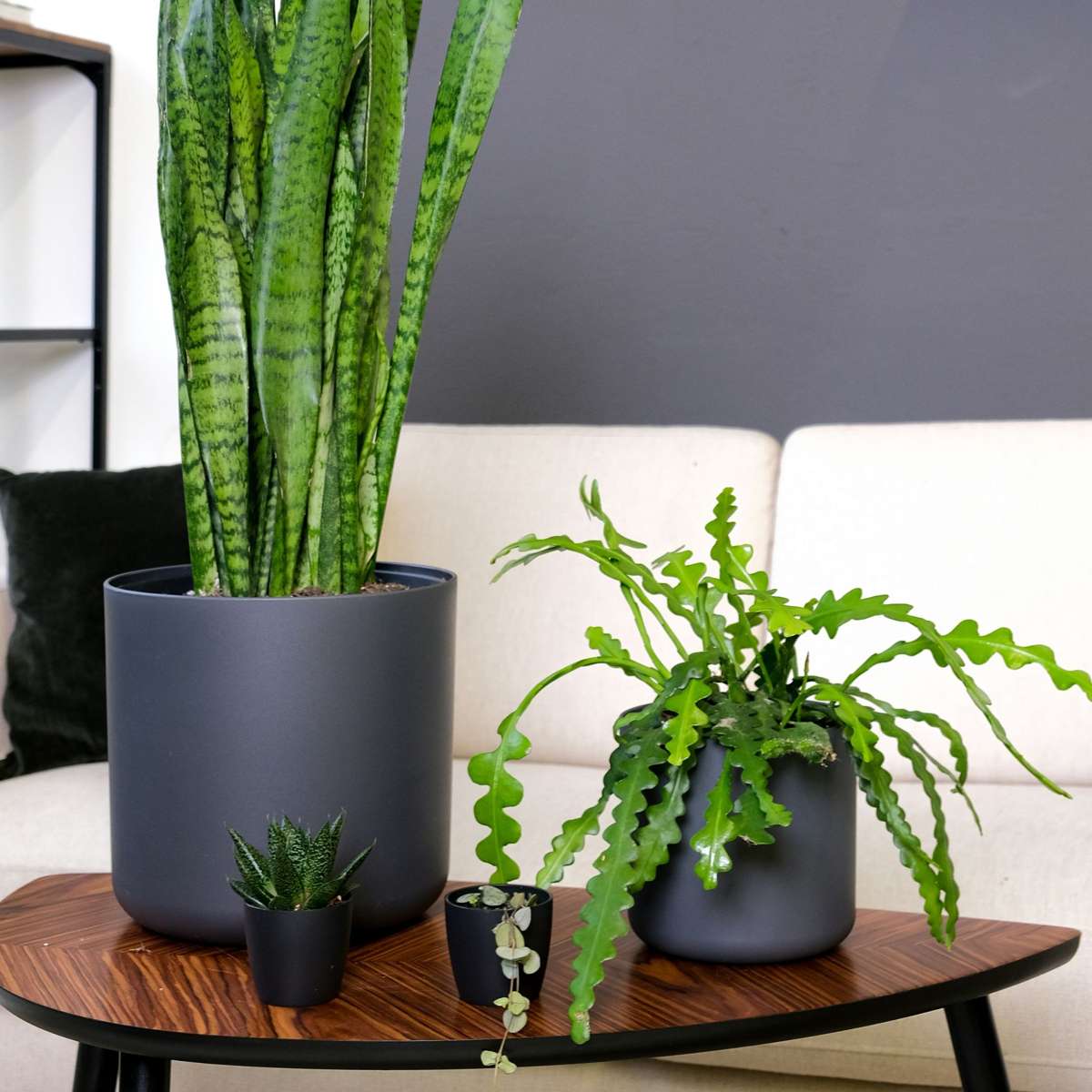 Epiphyllum Anguliger - Zaagcactus - Succulent