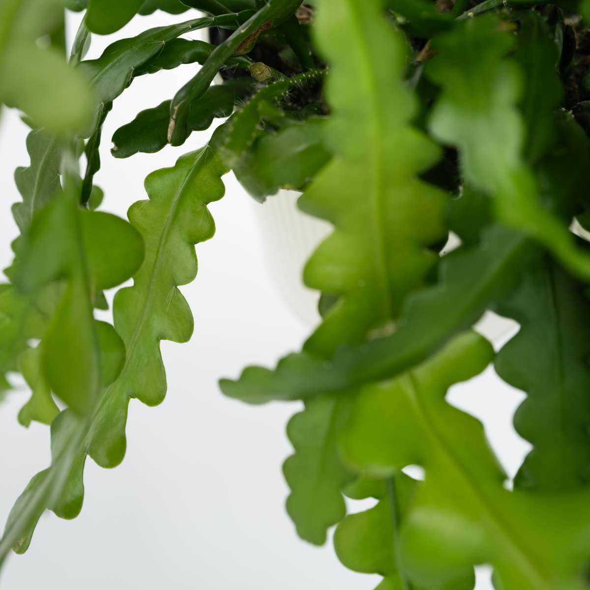 Epiphyllum Anguliger - Zaagcactus - Succulent