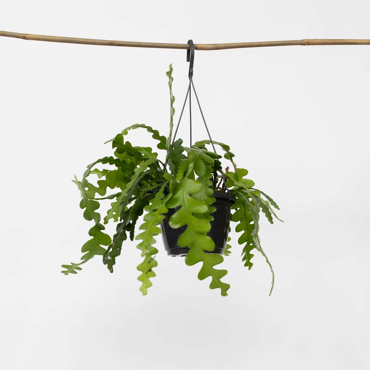 Epiphyllum Anguliger - Zaagcactus - Succulent