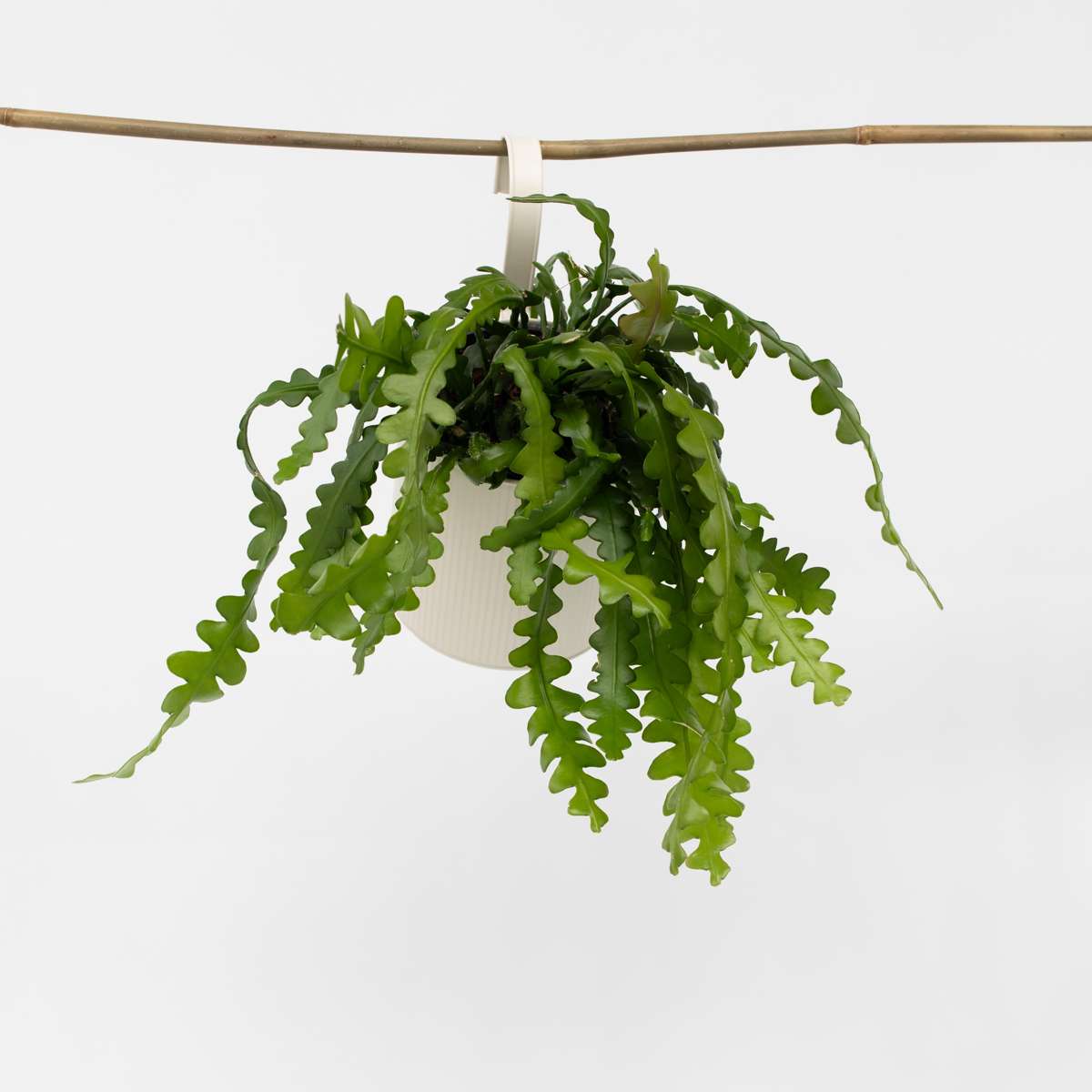 Epiphyllum Anguliger - Zaagcactus - Succulent