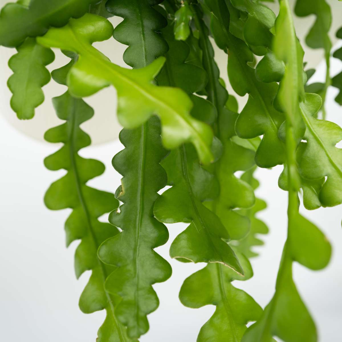 Epiphyllum Anguliger - Set van 2 - Zaagcactus