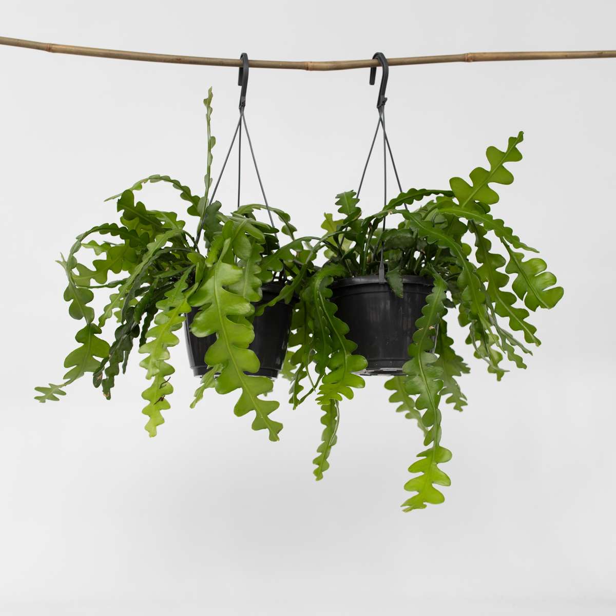 Epiphyllum Anguliger - Set van 2 - Zaagcactus