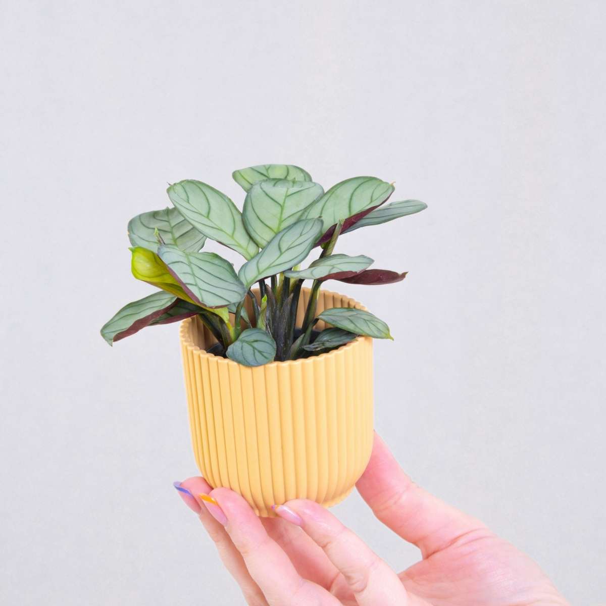 Ctenanthe amagris - Gebedsplant