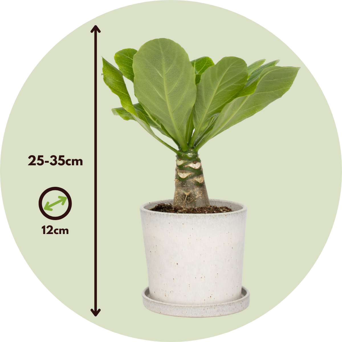 Brighamia Insignis 'Hawaii' - Set van 2