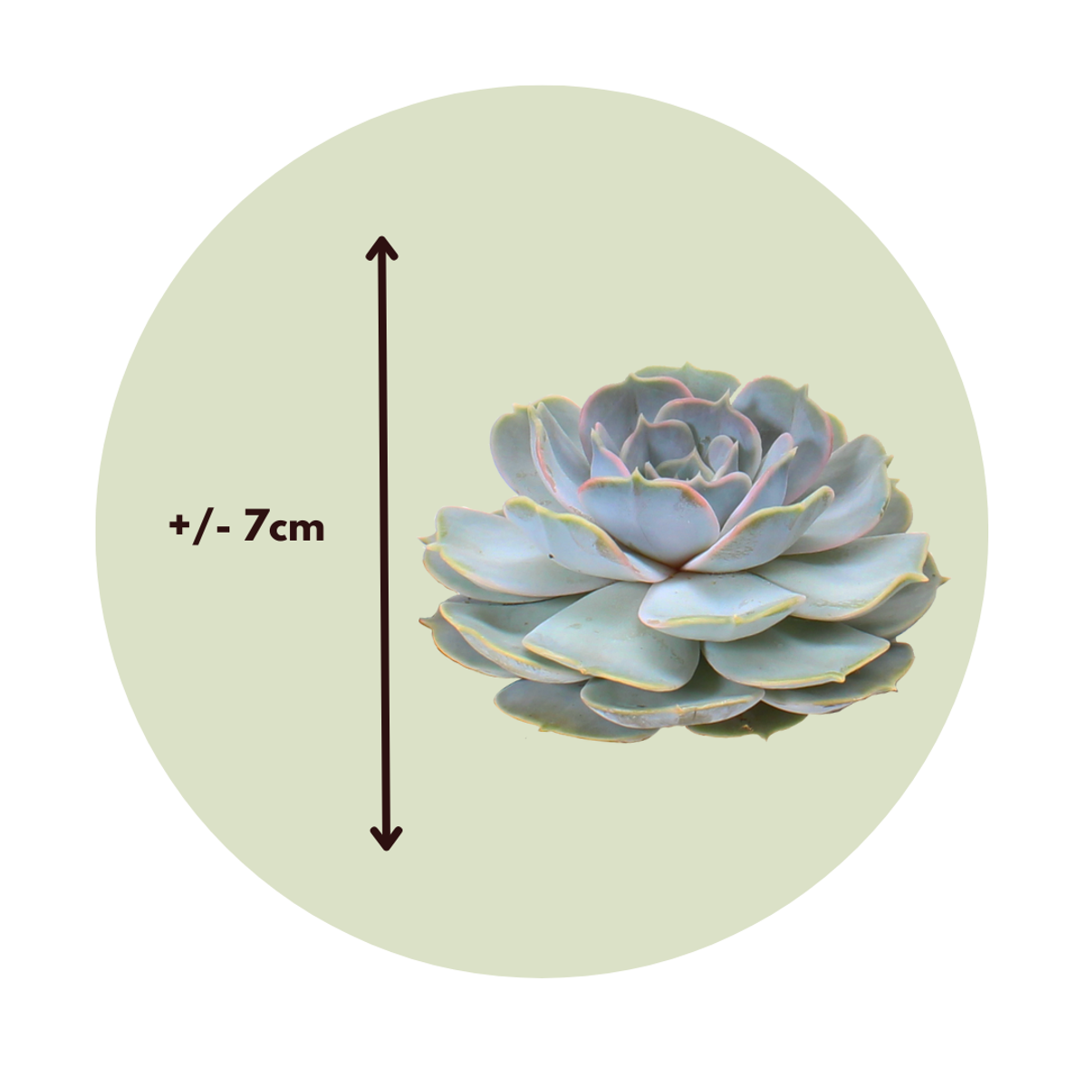 Echeveria DIY Mix 5 - vijf decoratieve vetplanten
