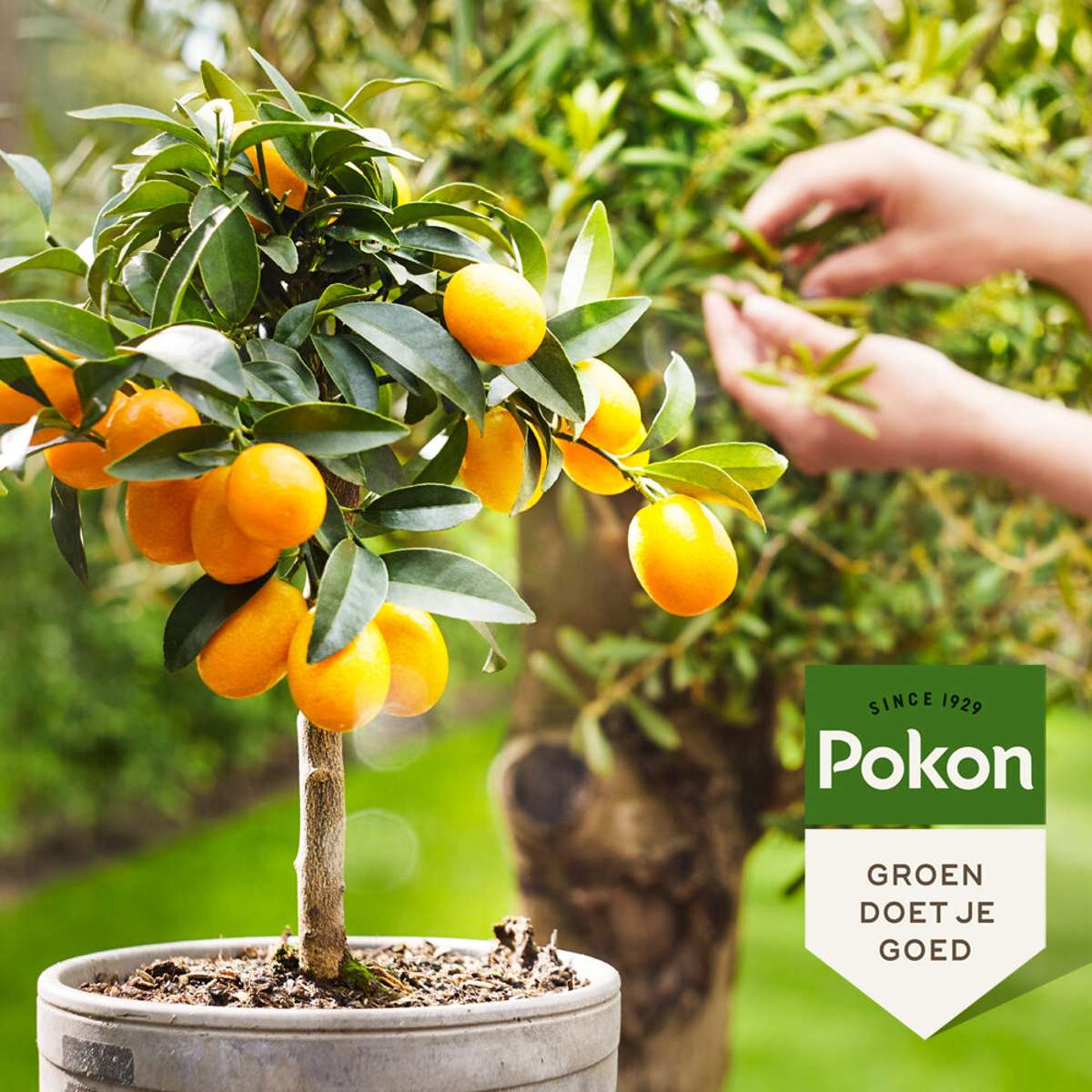 Pokon vloeibare plantenvoeding Mediterraanse Planten - 500ml