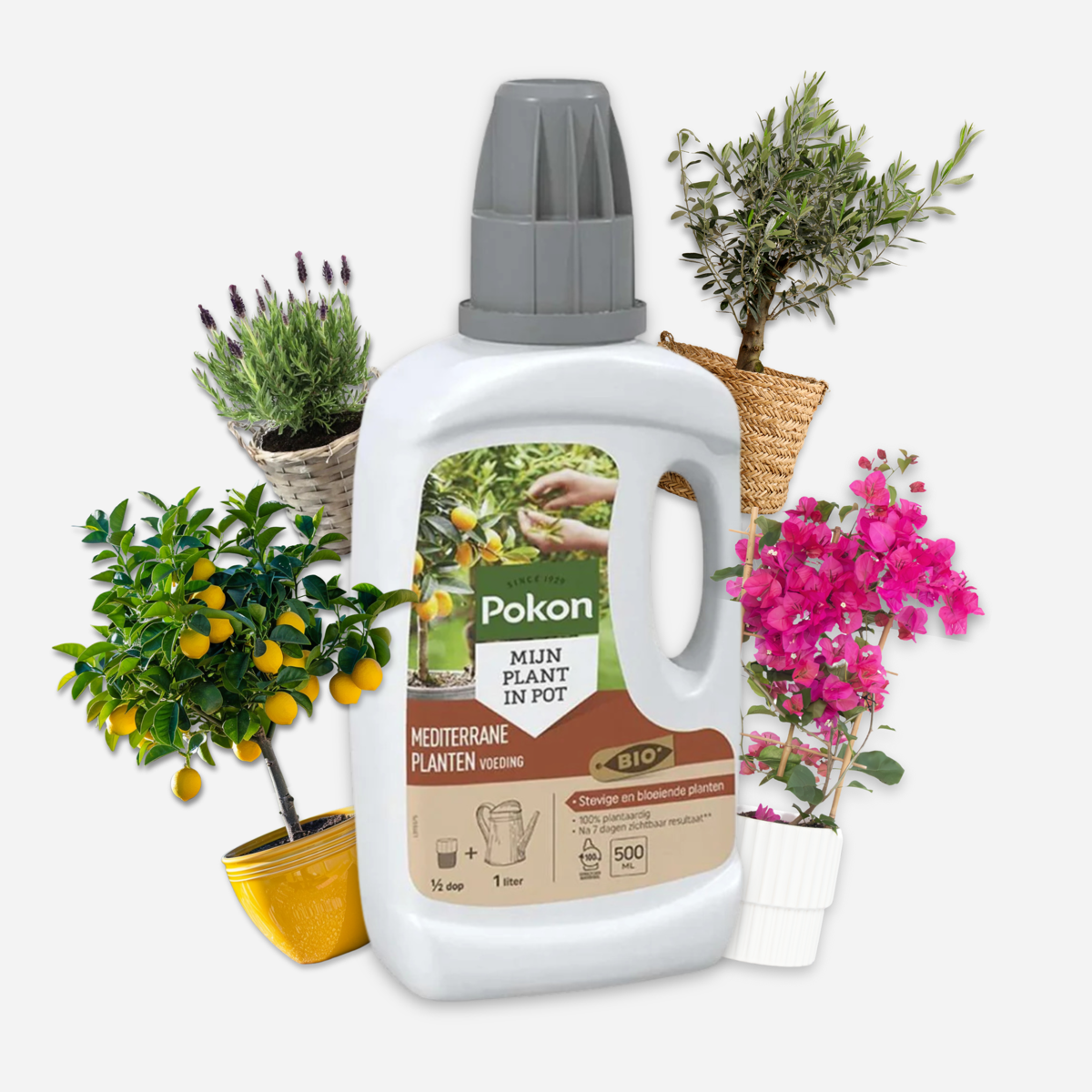 Pokon vloeibare plantenvoeding Mediterraanse Planten - 500ml