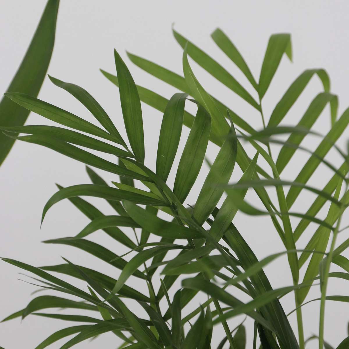 Mini-Palmen - Set van 3