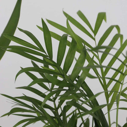 Mini-Palmen - Set van 3