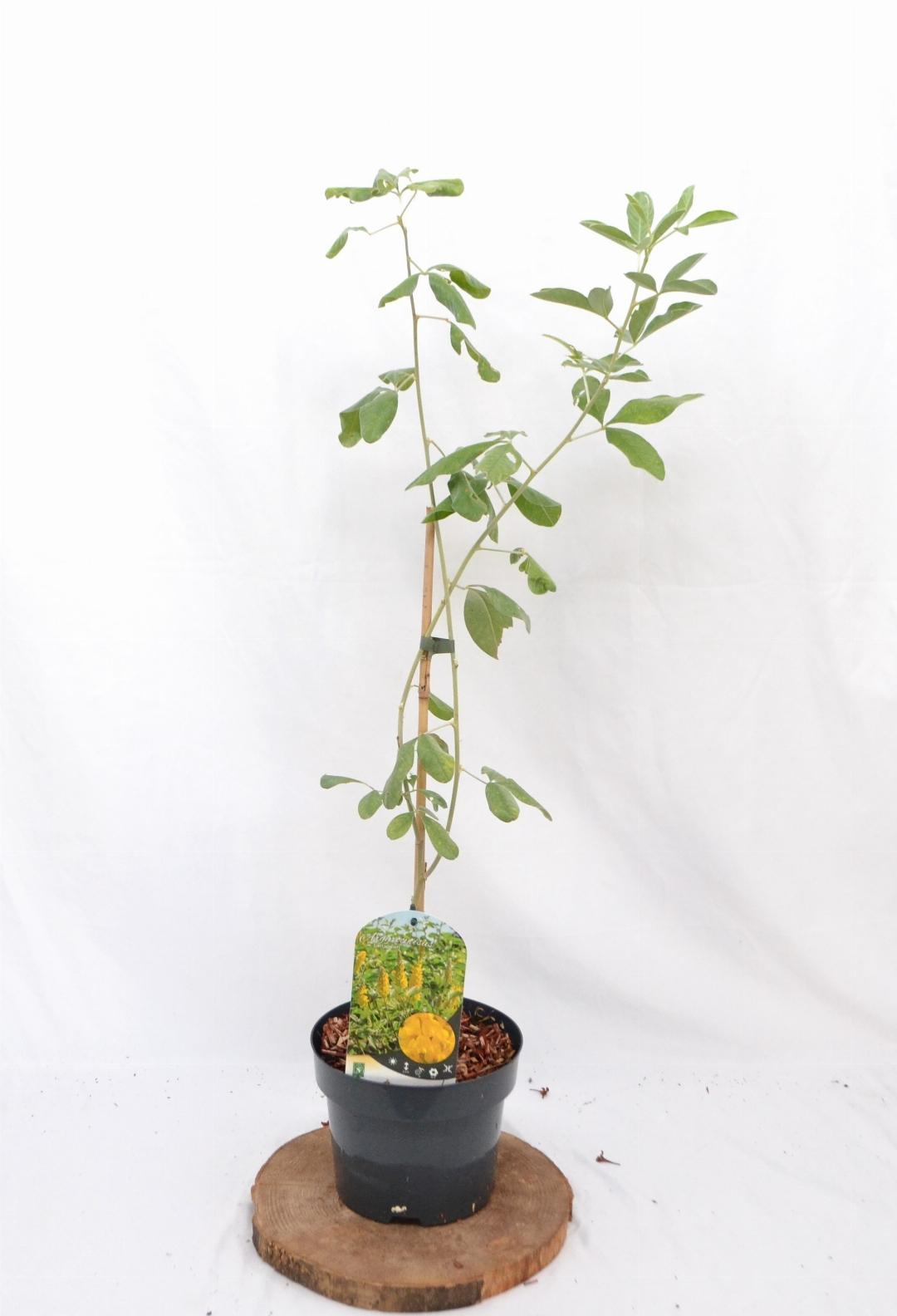 Argyrocytisus battandieri indoor plant from Florazo, shown in a pot with green, bushy foliage, ideal as a premium Kamerplant from Tuinplantenloods.