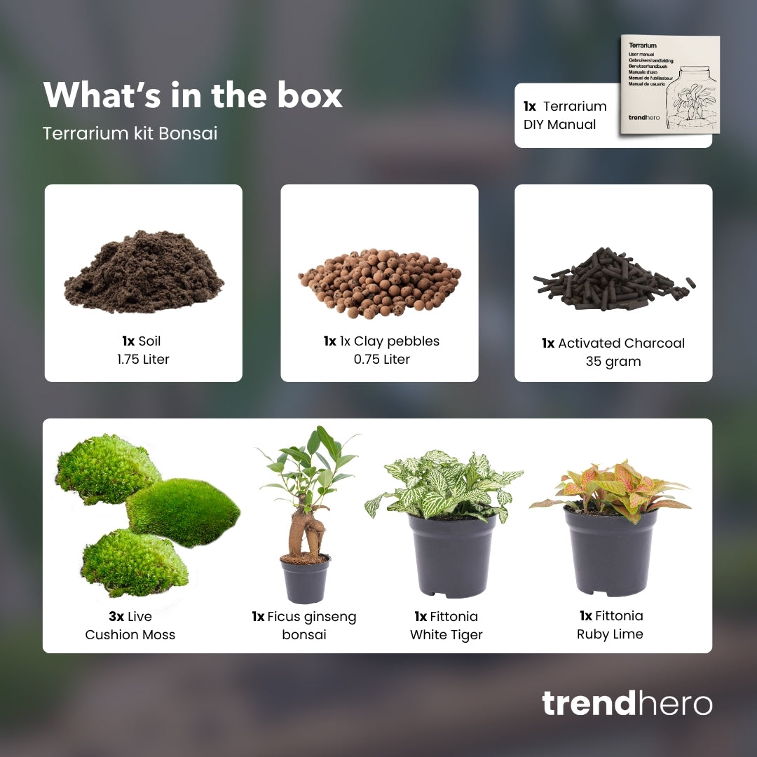 Bonsai Ficus Ginseng - Plant Terrarium Refill & Starter kit - 3 terrarium plants - DIY