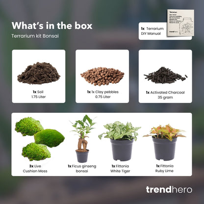 Bonsai Ficus Ginseng - Plant Terrarium Refill & Starter kit - 3 terrarium plants - DIY