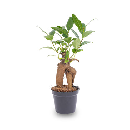 Mini plant set 6 - Includes pot set Madrid